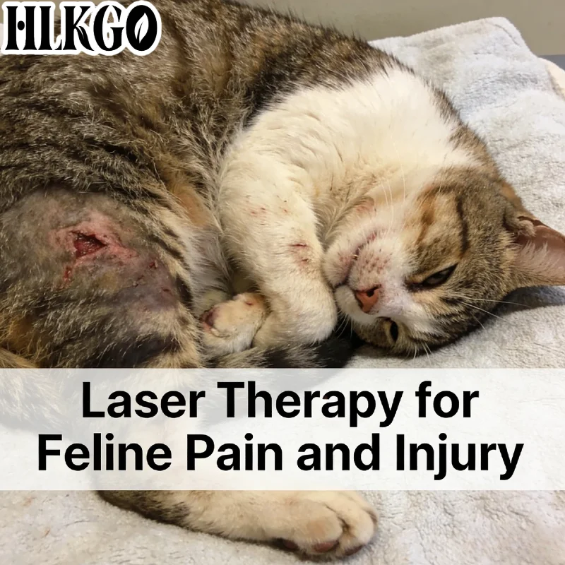 

Усовершенствованный лазерный терапевтический аппарат 4-го класса 808 нм для животных, ветеринарный прибор для лечения дисплазии тазобедренного сустава у собак, послеоперационного восстановления у кошек, снятия боли в спине у лошадей