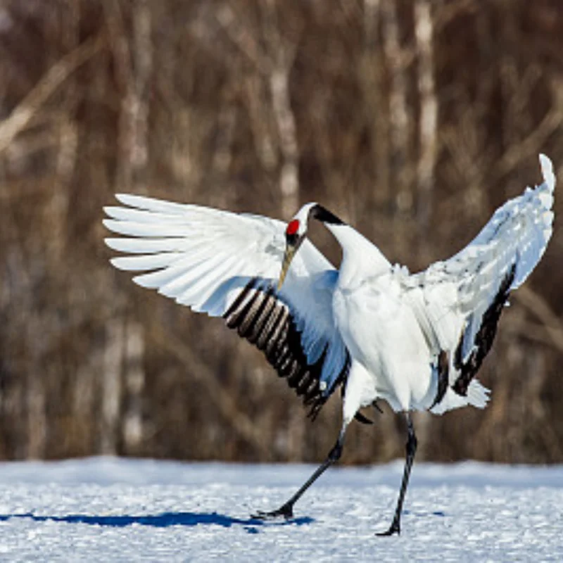 

45# Steel Drive Shaft CVD Driveshaft for Kyosho Miniz Buggy 1/24 RC Car Upgrade Parts Accessories