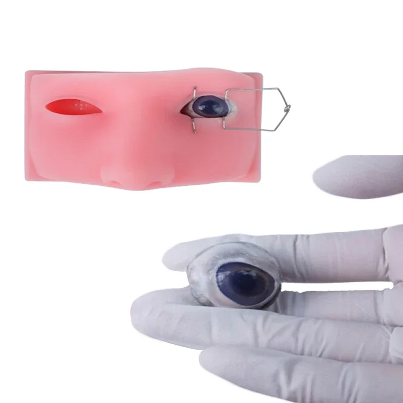 Ophthalmic Phacoemulsification Micromanipulation Model Eyeball Practice Teaching Resources Doctor Studying Model Ophthalmic Tool