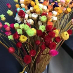 200PCS/~ 0.3CM Head,Real Dried Natural Mini Brazilian Pleasure Flower Branch,Miniature Dry Happy Flower Bouquet For Home Decor