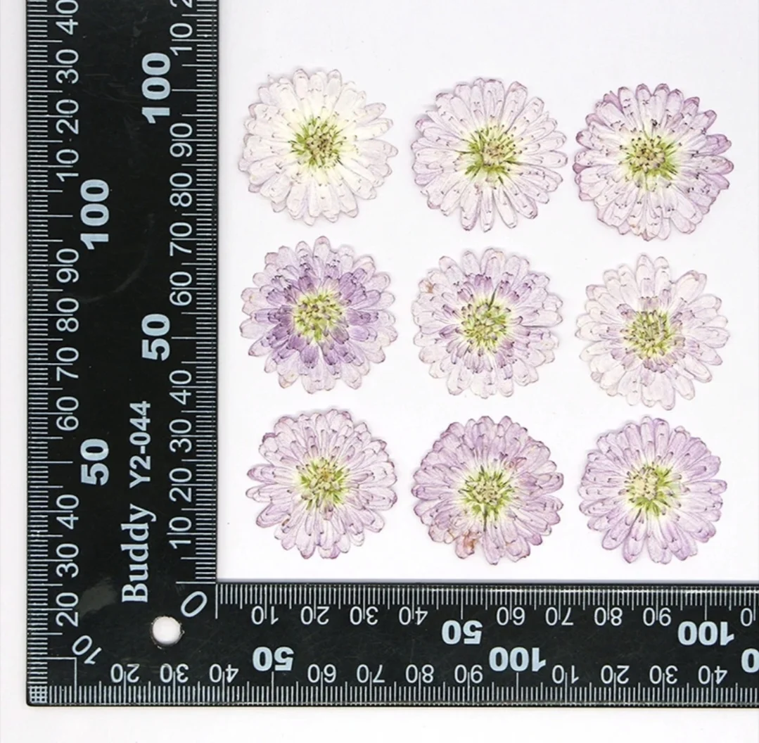 

120pcs Pressed Dried Double Petal Pericallis Hybrida Flower Herbarium Resin Epoxy Jewelry Bookmark Frame Phone Case Makeup Lamp