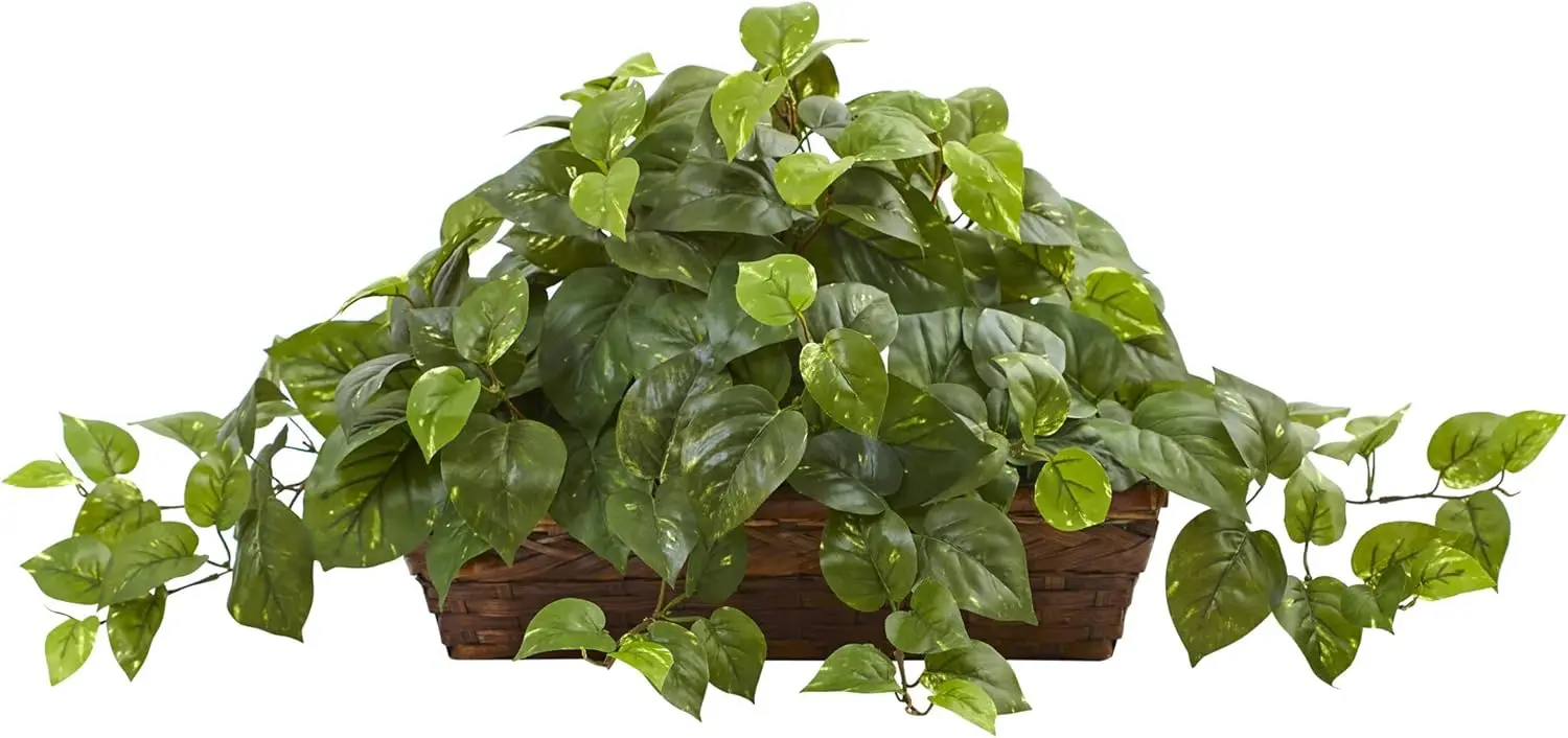 

Pothos with Ledge Basket, Green,34x18x15