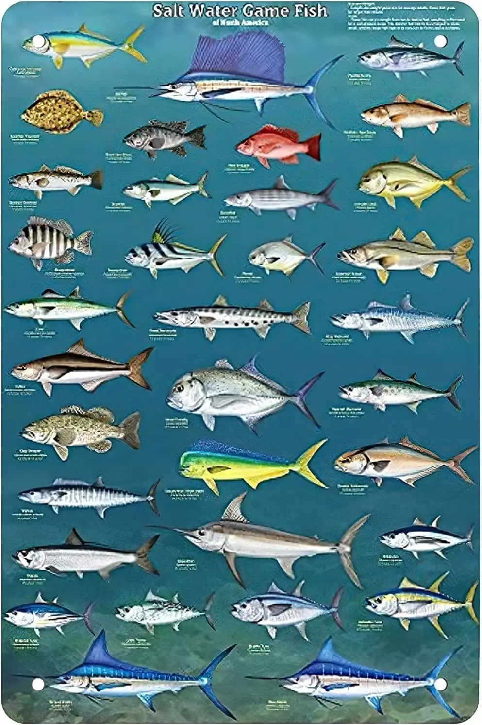 Salt Water Game Fish Of North America Knowledge Vintage Metal tin Sign Art Plaque Wall Decor Look Funny Gifts for Home Kitchen G