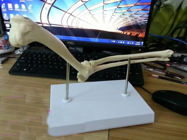 

Dog elbow model dog skeleton model teaching application model free shipping