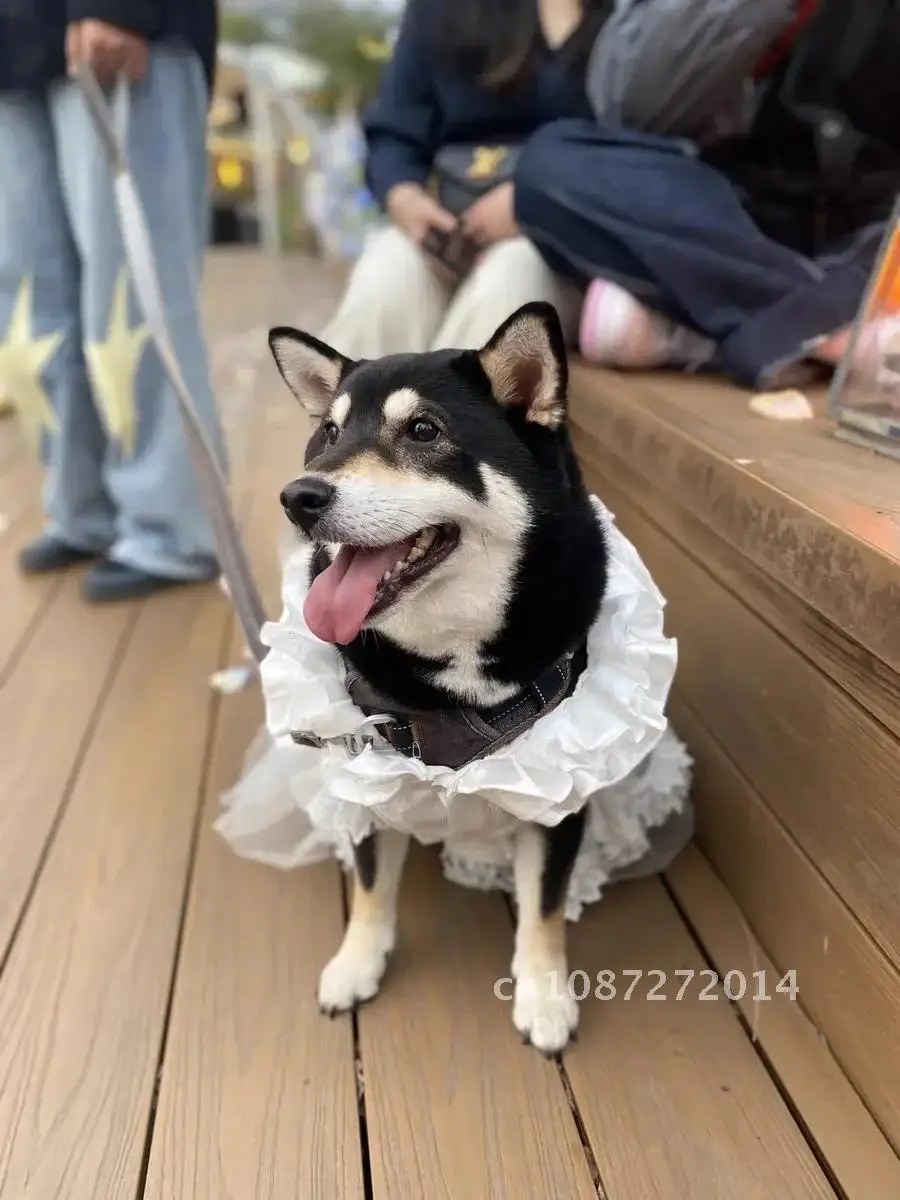 Dog Wedding Dress, Medium and Large Dog, Corgi Bridesmaid Dresses Dog, Hair, Samoye, Ceremonial Golden Shiba Robe Labrador,