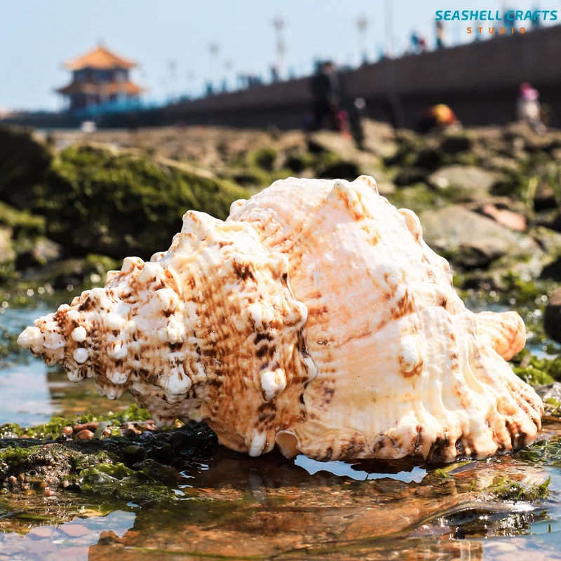 1PC Natural Giant Frog Shell Tutufa bubo Conch For Home Decoration Wedding Party Decor Gifts Beach Shell Specimen Fish Tank