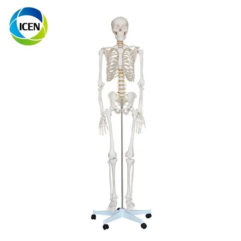 IN-101 Body Model Human Body Skeleton Model Medicine Anatomy Teaching Supplies Medical Teaching