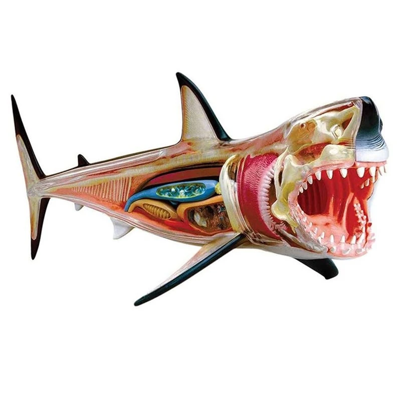 Shark-Anatomy Model - Animal Anatomyical Model - 20 Detachable Organs And Body Parts Biology Teaching Model