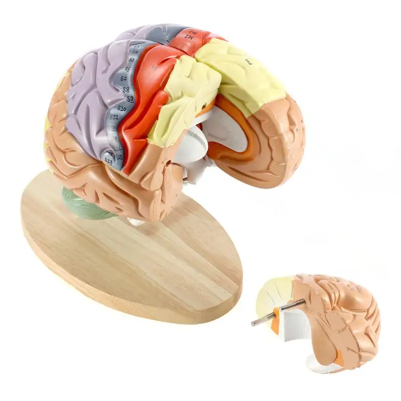 4 partes ampliadas 2 vezes cérebro humano modelo anatômico função cerebral com ensino marcado córtex cerebral