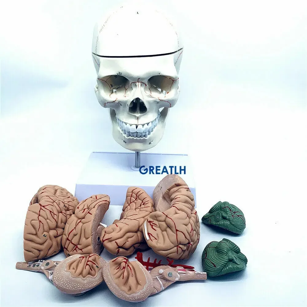 

GREATLH Brain Anatomical Model Human Head Skull Model Medical Study Learning Lab Teaching Display Model