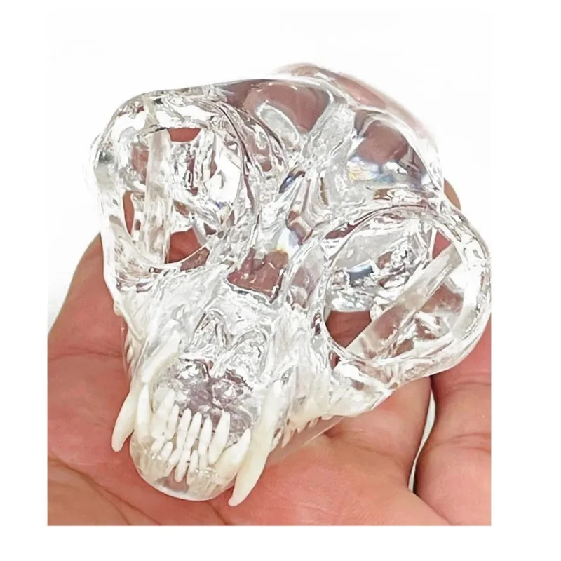 Veterinary Animal Dental Skull Model 5