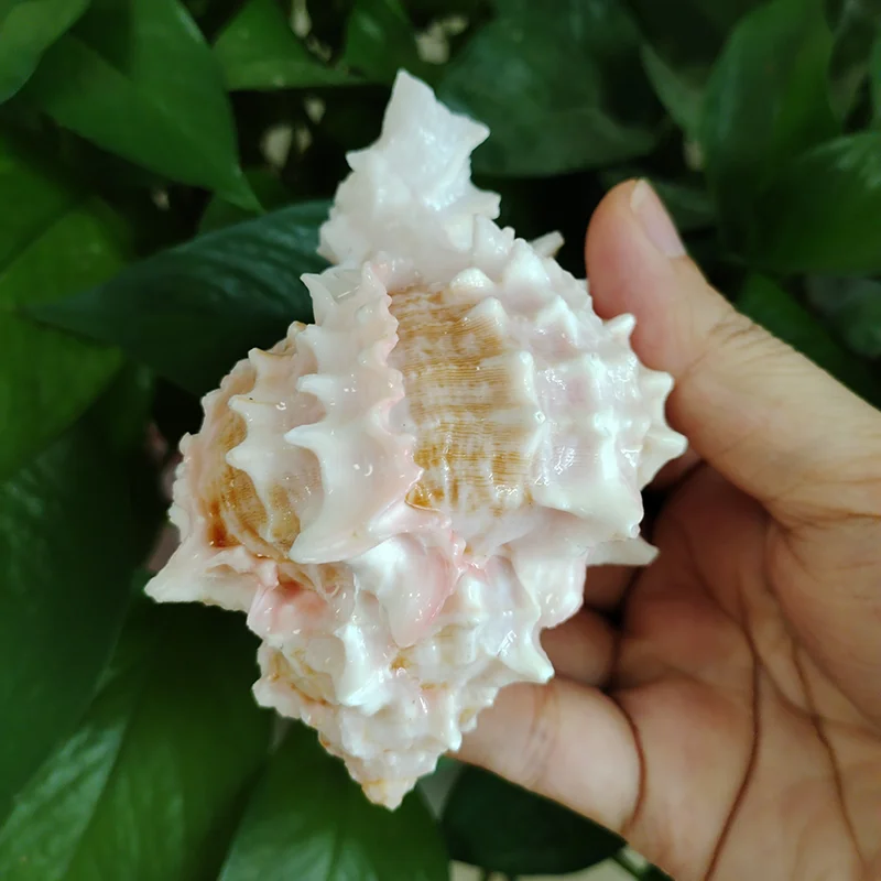 Pink-mouth Murex Shell Big Natural Hermit Crab Large Seashell for Decorating Nautical Beach Decor Conch Collection Fish Tank view 3