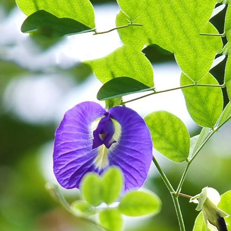 Flor seca de guisante de mariposa azul Natural superior, fabricación de incienso de boda de vela Diy, brote de Orquídea de mariposa para relleno de