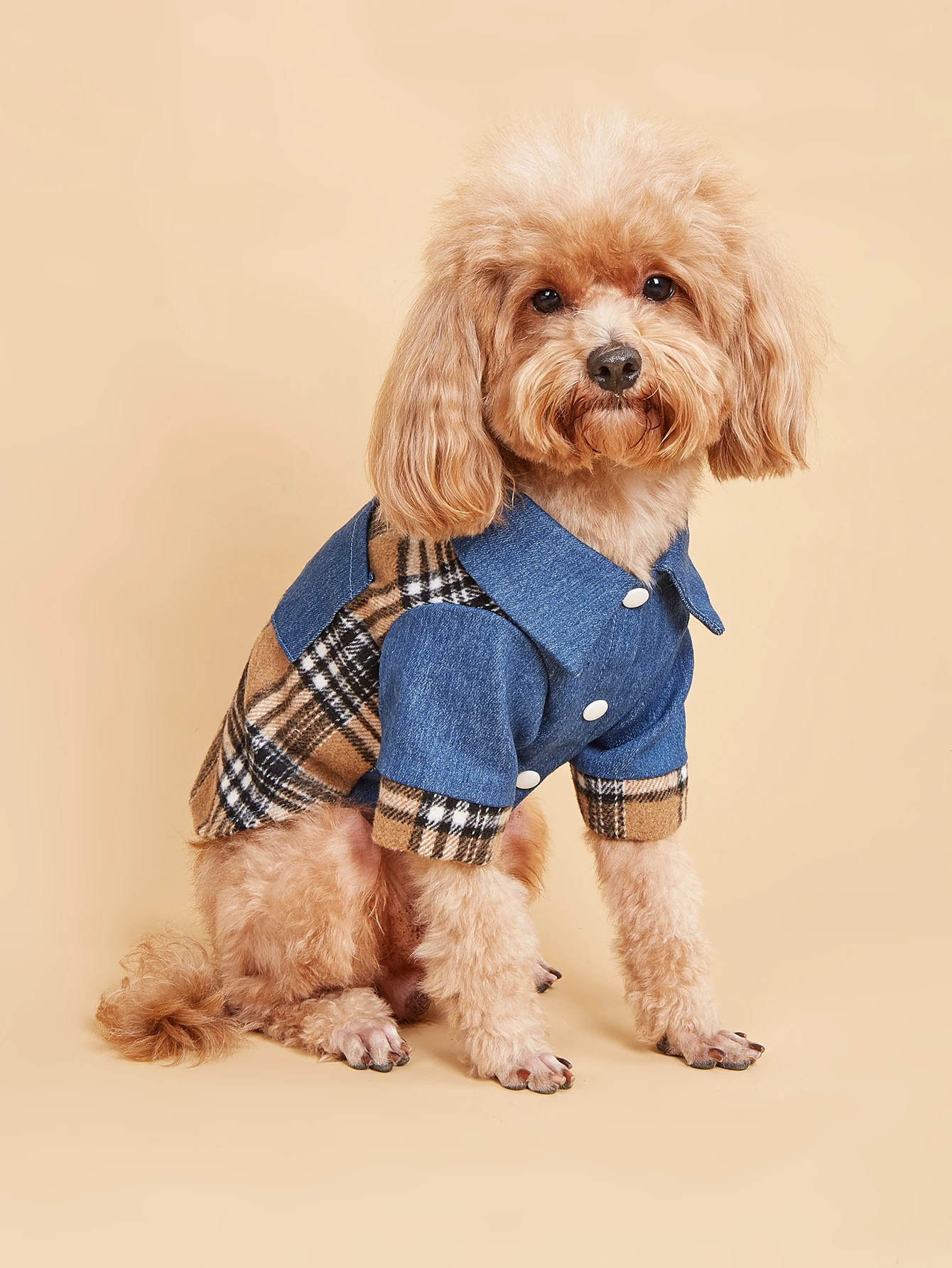Thumbnail 3 - #7 Compare Pet Apparels Before You Buy