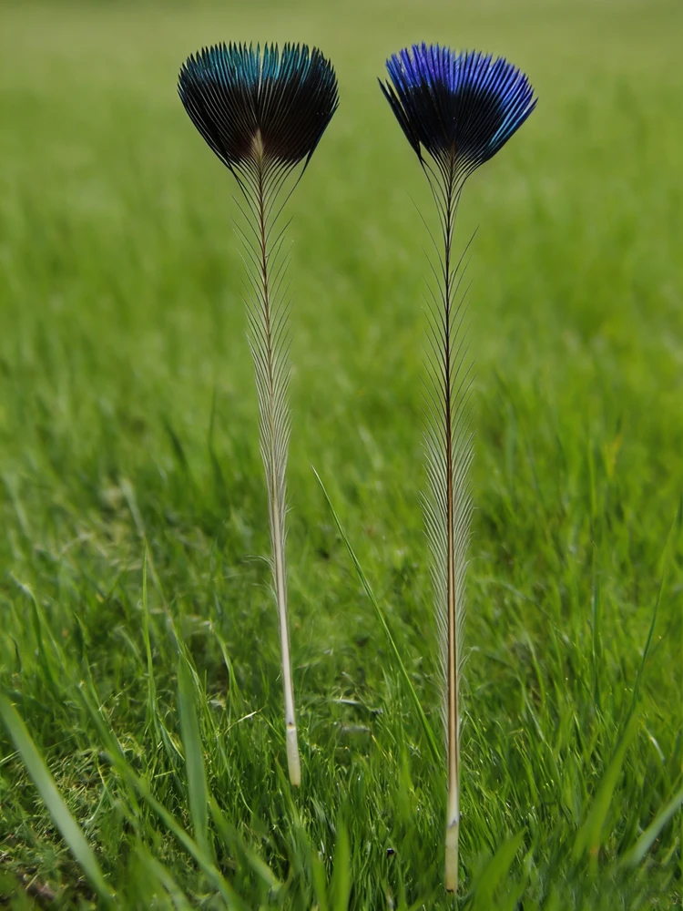 Rare Feathers! 10Pcs/Lot 5-6cm Long NATURAL PEACOCK CROWN FEATHERS-Fly Tying Material,Rare Peacock Feathers