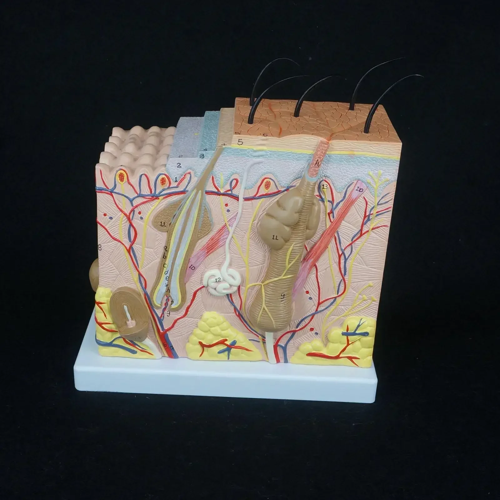 PVC Anatomical Human Skin Block Model Medical Dermatology Dermatological Anatomy 50X Life Size in Three Dimensional Form