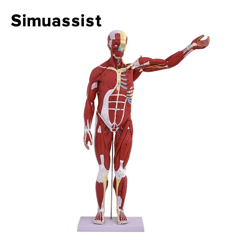 Human anatomy muscle model, 27-piece 80cm human muscle and organ model, with detachable organs, pharyngeal and oral muscle anato