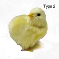 type 2