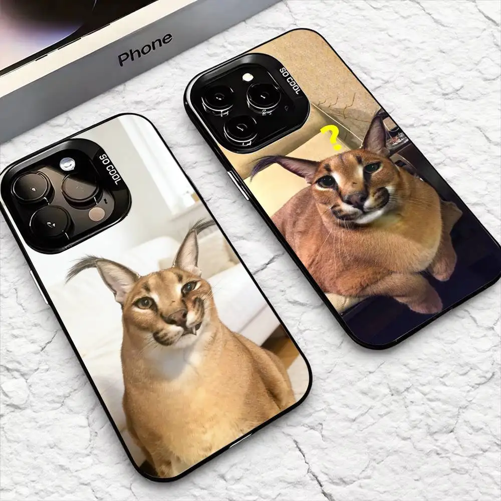 B-Biggest F-Floppa …