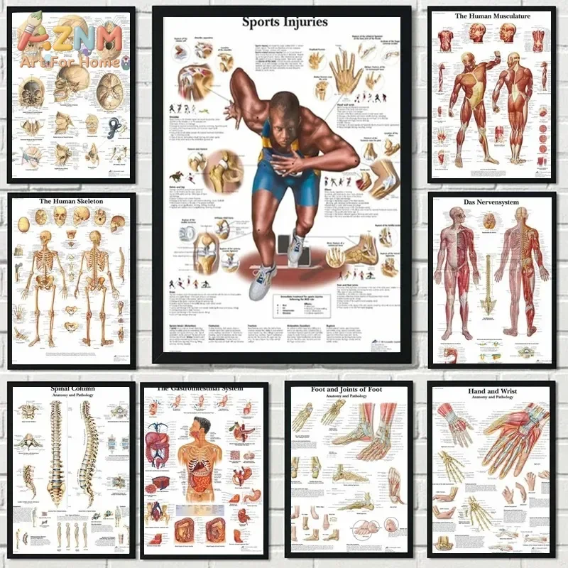 AZNM Unframed Canvas Print Human Anatomy Educational Wall Art Medical Skeleton Muscle System Decor Poster