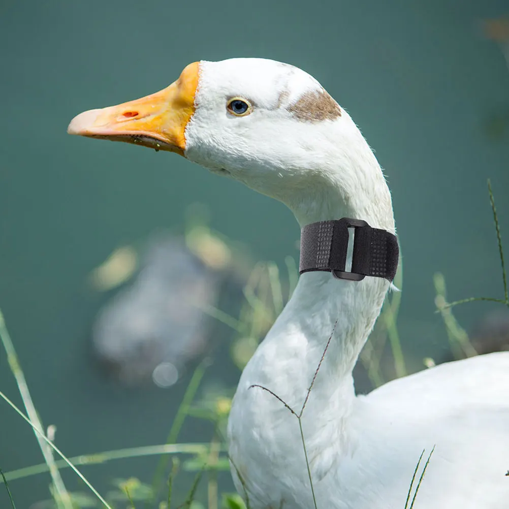 

2Pcs No Crow Rooster Collar Black Anti Crowing Poultry Muffler Comfortable Easy to Use Duck Goose Black Anti Crowing Collar