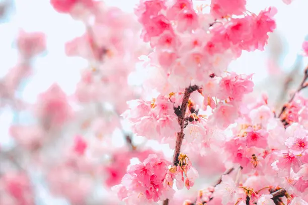 

Легкие колеса среднего диаметра 20,5 мм, самодельные детали для Tamiya MINI 4WD, цветные колеса с алюминиевым диском