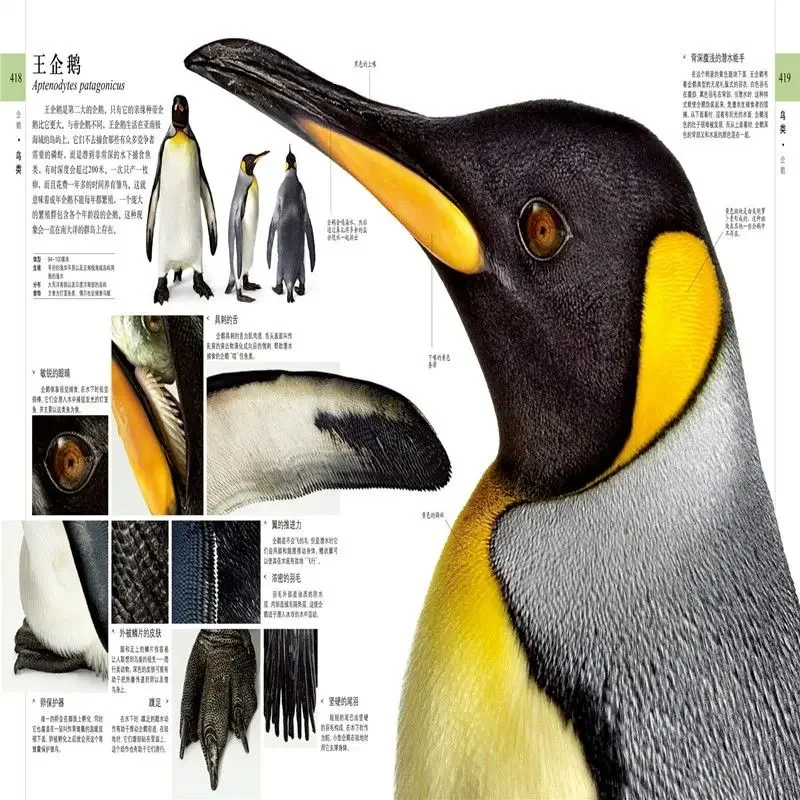Энциклопедия DK Naturalist Подлинные детские книги-энциклопедия dk, внеклассные книги, детские забавные энциклопедия