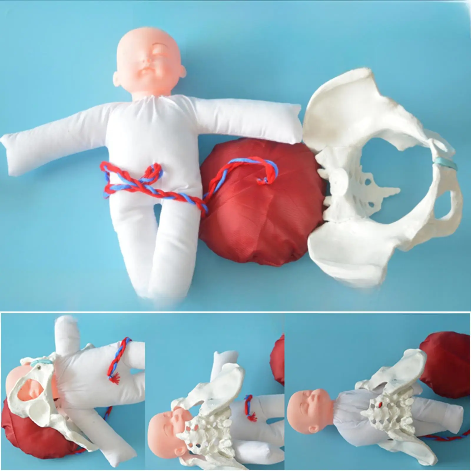 Female Pelvis Model with Baby for Medical Education Study Science Education