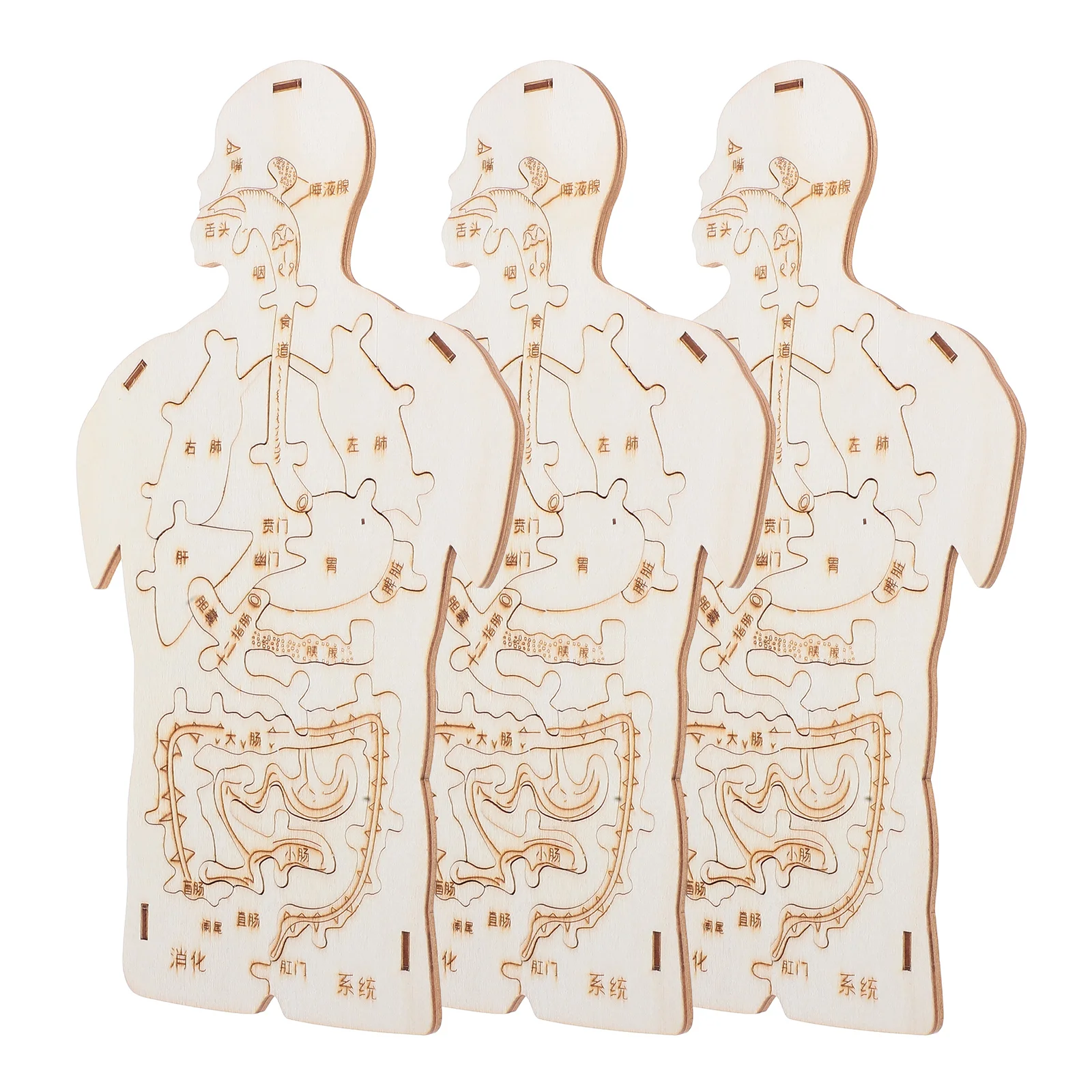3 Pcs Wooden Plug Anatomy Toy Equipment Children Body Organs Cognitive Tool Toys