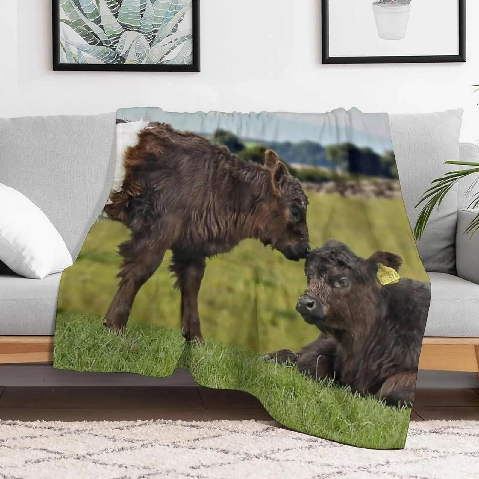 Belted Galloway Throw Blanket Cozy Warm Blanket for Bed Room Decor