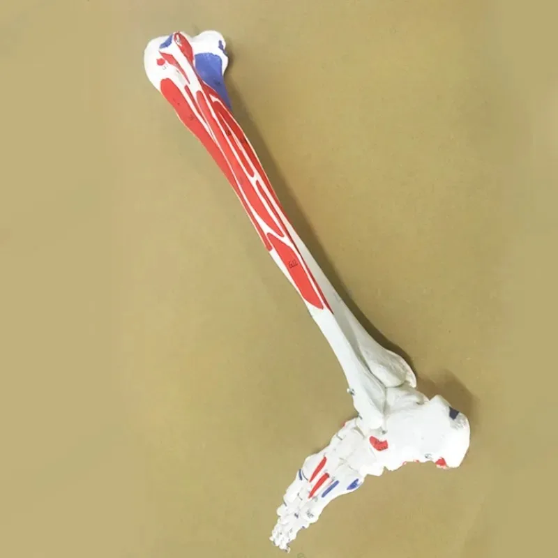 1:1 Life-sized Human Lower Limb Anatomy Leg Bones Foot Joint Biology Model Marked Skeleton