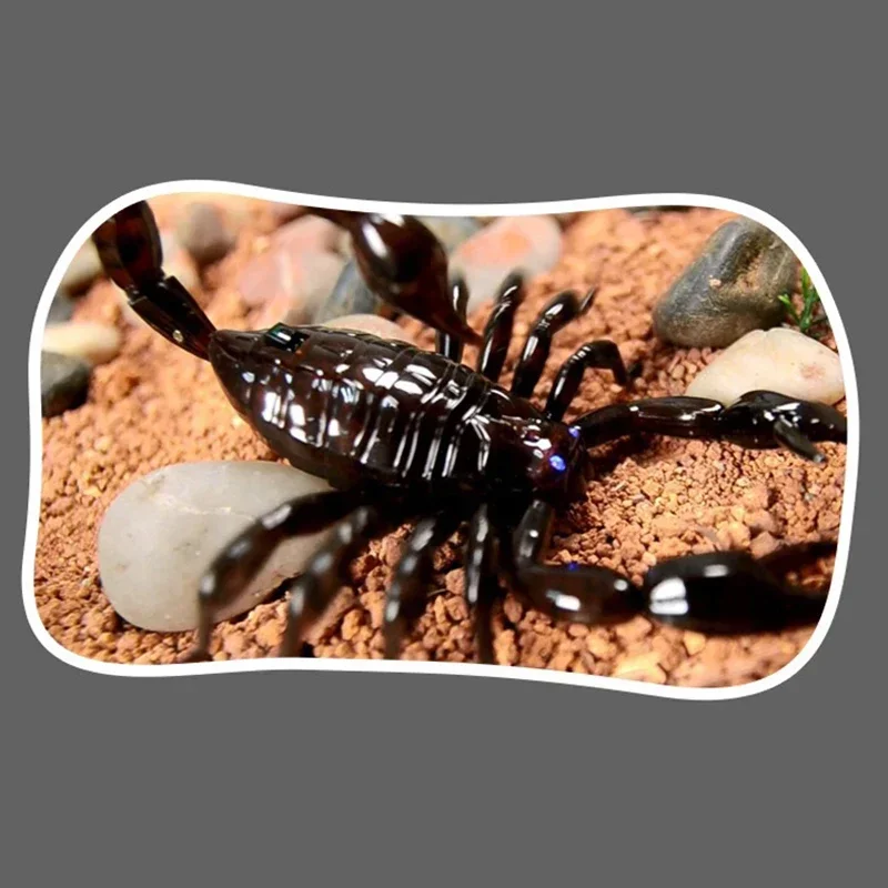 Infrared RC Scorpion Model Toy Animal Present Gift for Kids,High Simulation Animal Scorpion Infrared Remote Control Kids Toys