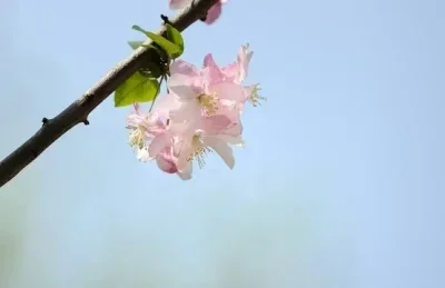 Achterbrug cup voor WLtoys 104006 104010 104020 104026 RC Auto Metalen Upgrade OP Accessoires Onderdelen Kit