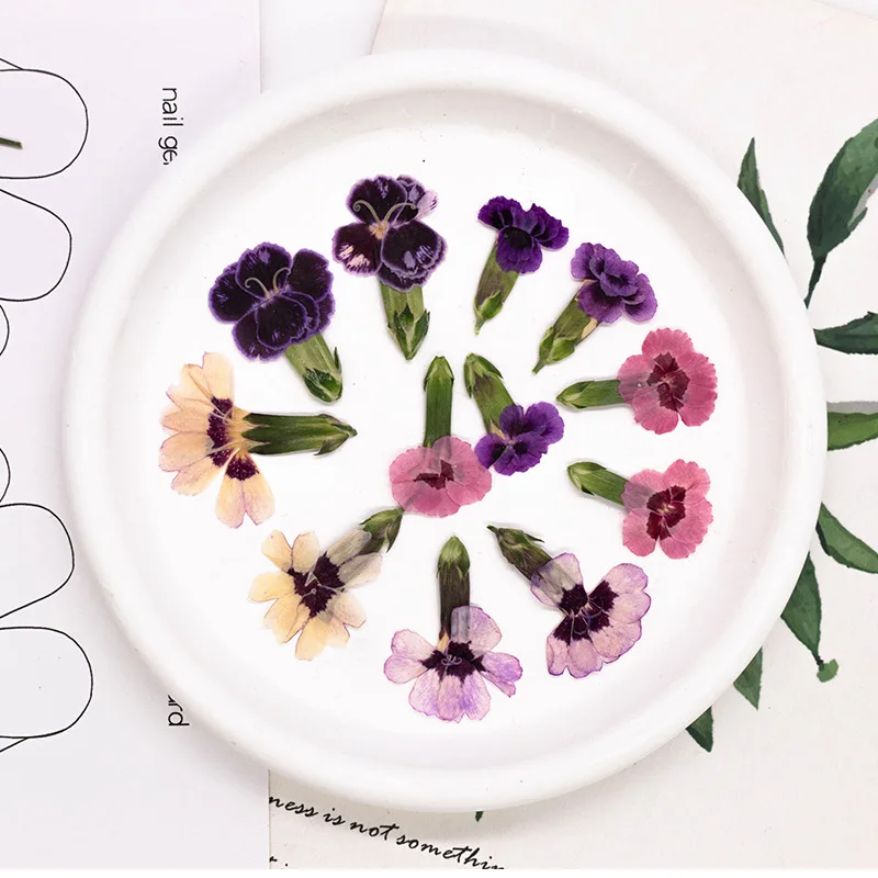 24pcs,Pressed Dried Dianthus Flowers Real Plant DIY Greeting Card Bookmark Resin Jewelry Phone Case Painting Frame Decoration view 5