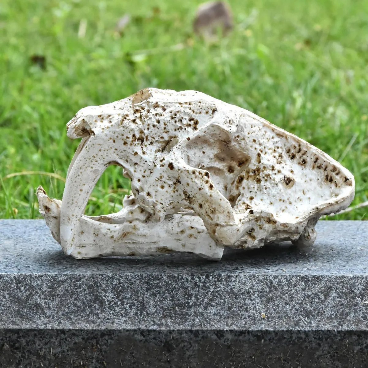 

‌Sabertooth Tiger Skull Model - Detailed Resin Craft for Home & Office Decoration