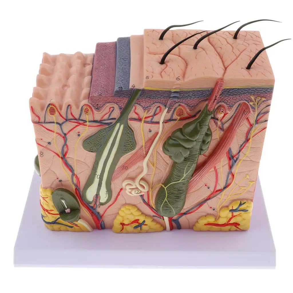 Human Skin Tissue w/Appendages Biological Demonstration Model 70X Enlarged