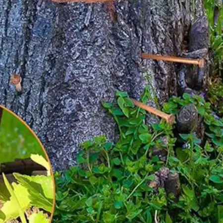 Stump Removal 2-inch Copper Nails Effective Tree Stump Killer Tree Killer Stump Removal Spikes Shipbuilding Use