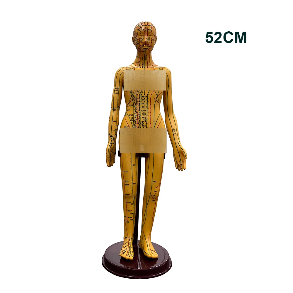 Professional Meridian Acupoint Model for TCM Teaching