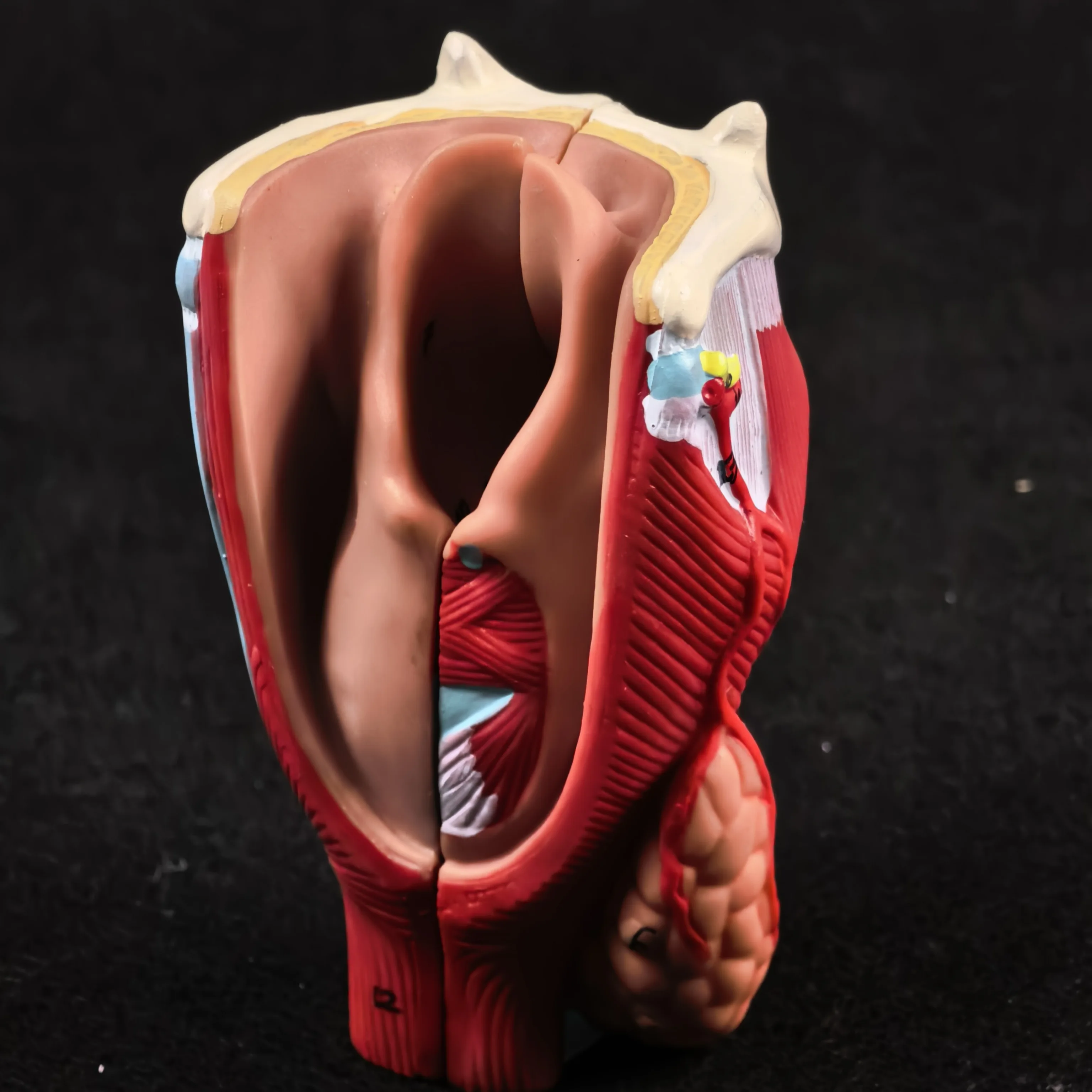 Anatomisches Modell des menschlichen Kehlkopfs aus PVC – Medizinisches Anatomie-Skelett-Halsmodell