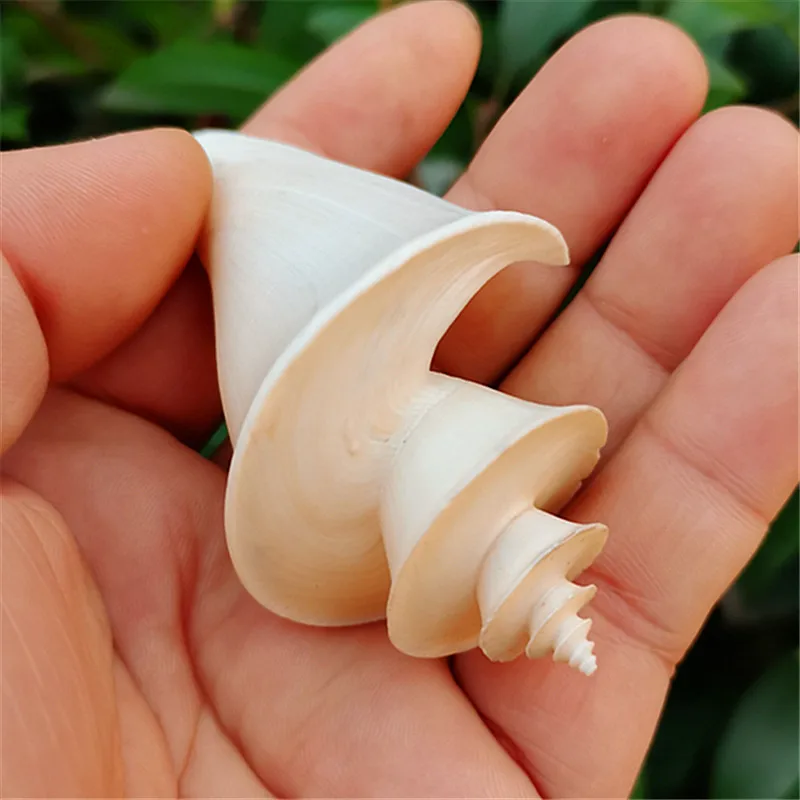 Thatcheria Mirabilis Natural Rare Conch Shell Fish Tank Aquatic Landscape Decoration Specimen Mediterranean Nautical Home Decor