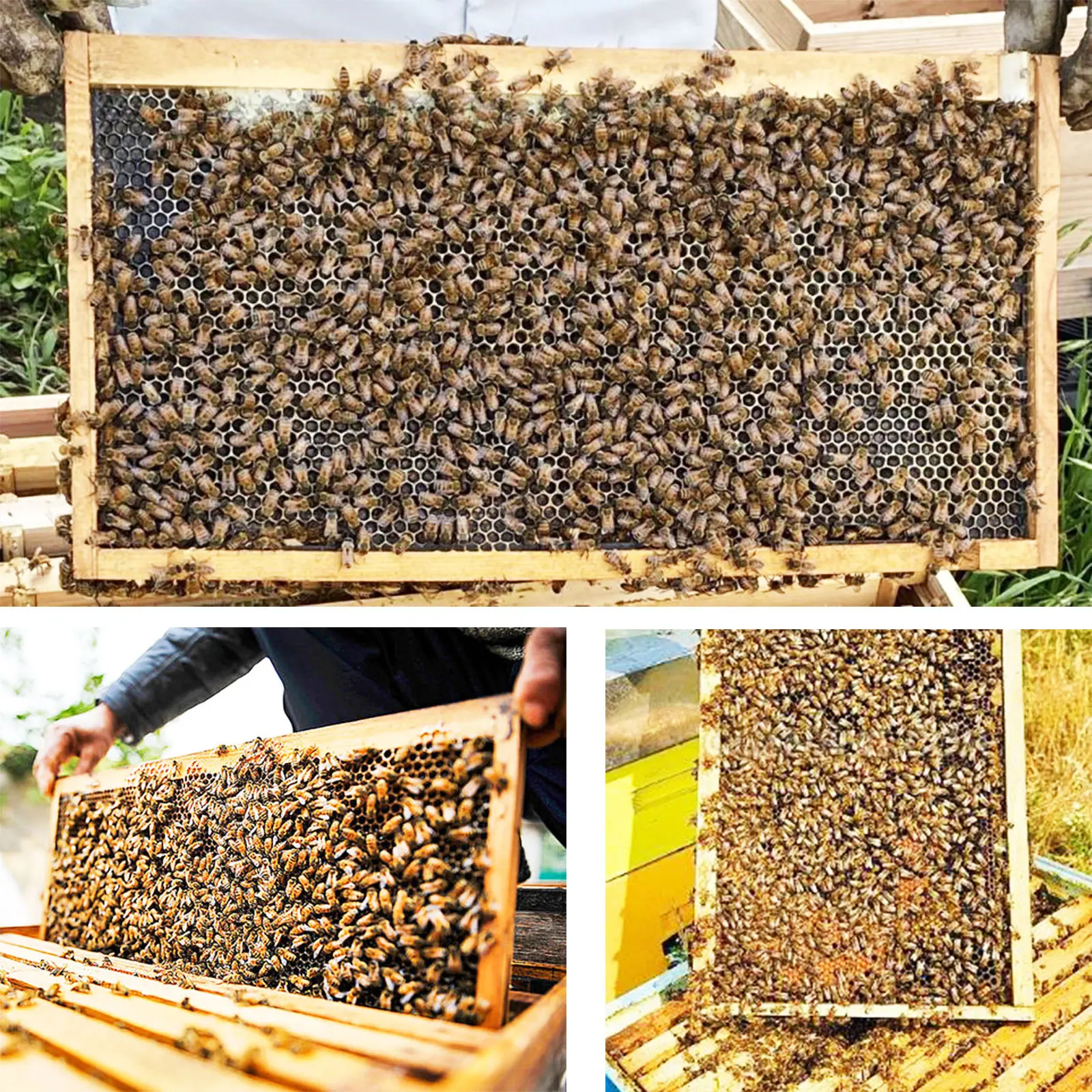 10 Pack Beehive Frames and  Foundations for Deep Brood Bee Hives with Wooden Bee Hive Frames and  Foundation sheets (Yellow)