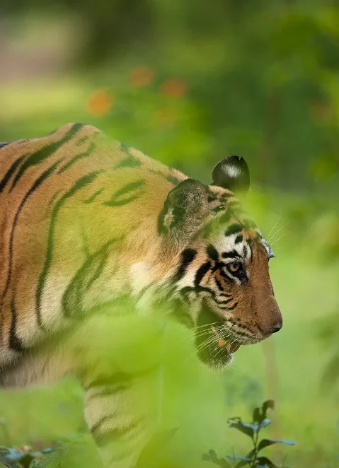 

UCX1801 1:18 Land Cruiser LC79 RC Crawler — 4WD Off-Road, матовая мощность 2,4 ГГц, светодиодные фонари