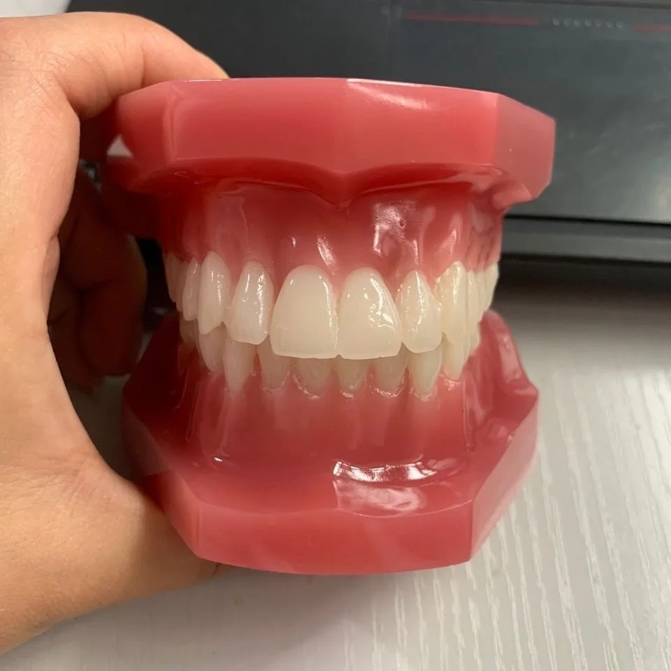 Full Mouth 28Pcs Standard Tooth Model Oral Structure Teaching Demonstration Display Model