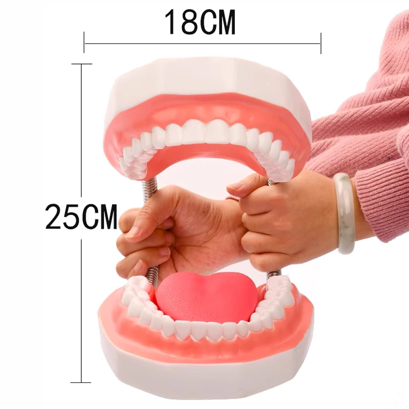 Dental Teaching Model 6X PVC Material Large (32 Teeth) with Tongue Dentist Student Teaching Instrument Tools