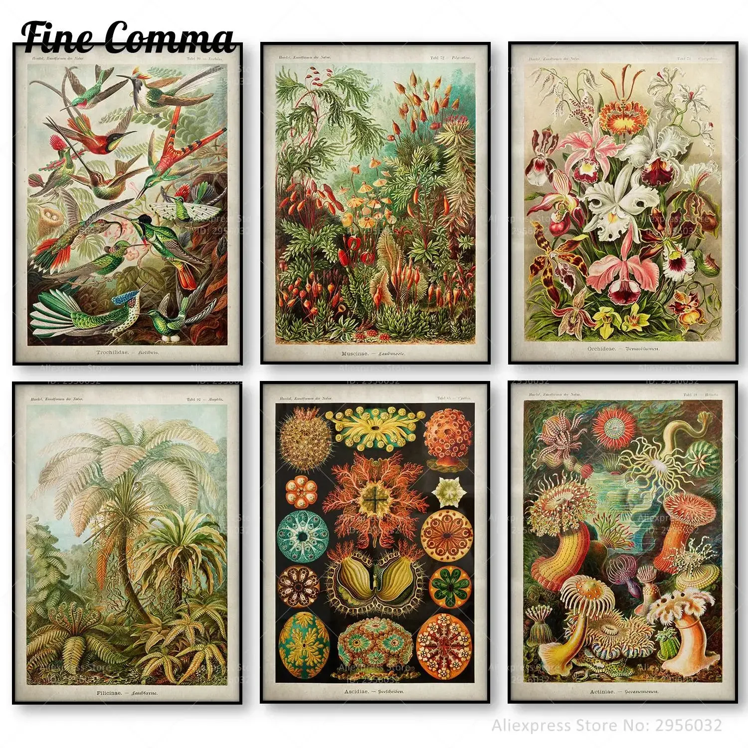 Botanical Vintage Wall Art Canvas Print Ernst Haeckel Nature Tropical Jungle Palm Tree  Hummingbird Sea Ocean Life Decor  Perfec