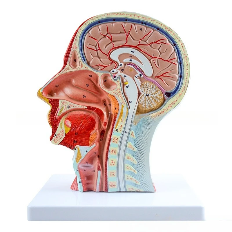Sagittal section of the head, medical cosmetic facial nerve microsurgery, superficial blood vessel and nerve model of the head