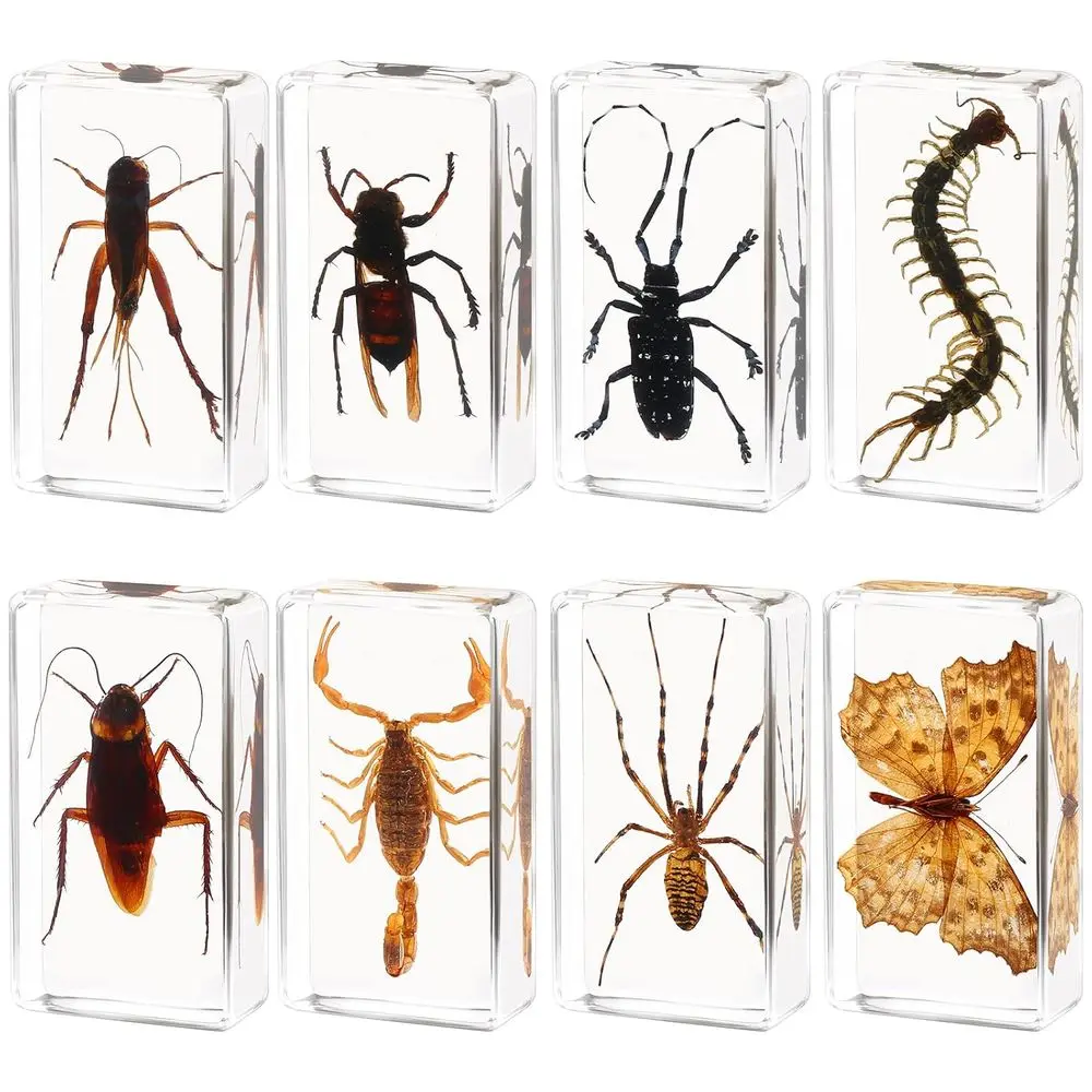 

Resin-Preserved Insect Collection: 8 Large Bugs for Science, Education, and Home Decor