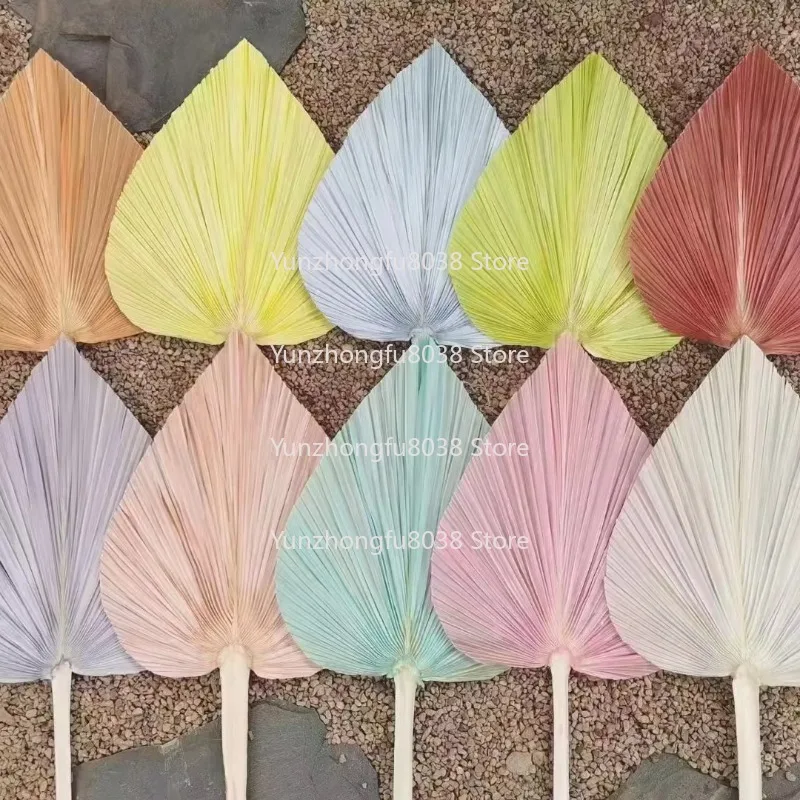 Fleurs de vente chaudes, feuilles de palmier séchées pour famille/événements/mates/décorations et Bouquets