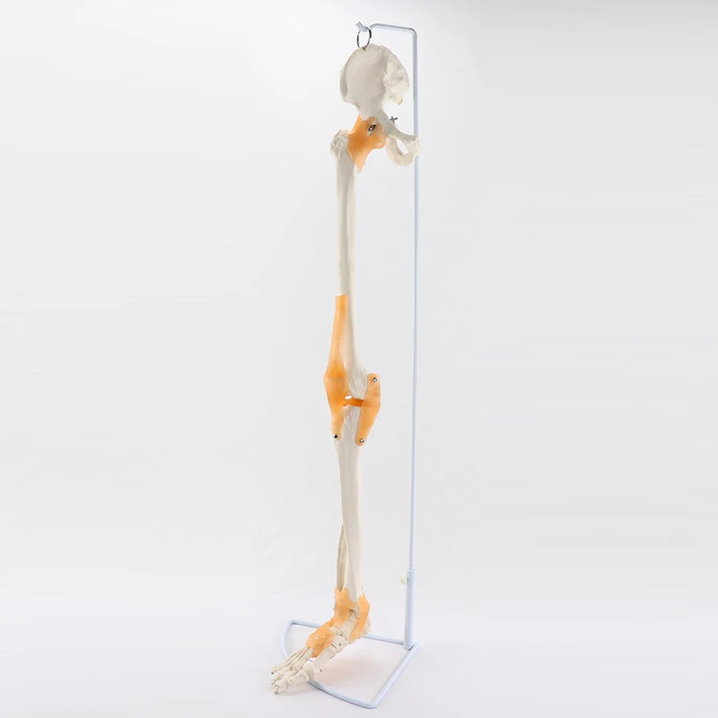 

Life-Size Lower Limb Bone with Ligaments Model Scapula Clavicle，Tibia and fibula and Articulated Foot Bone,Includes Stand