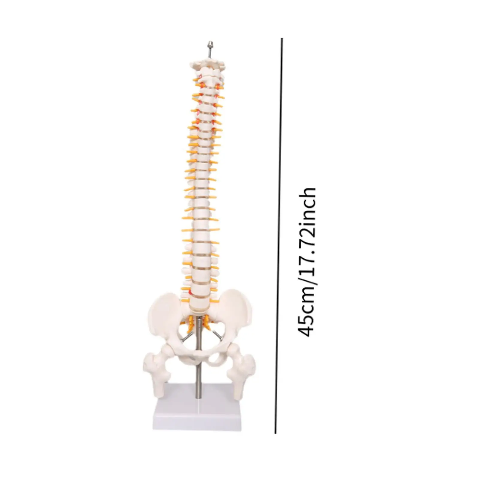 Human Spine Model 17.7inch for Science Study Biological Laboratory